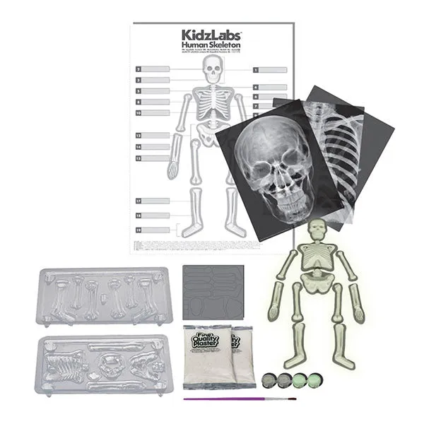 4M Kidz Labs / Glow Human Skeleton