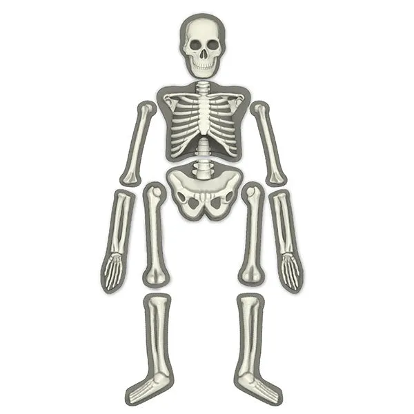 4M Kidz Labs / Glow Human Skeleton