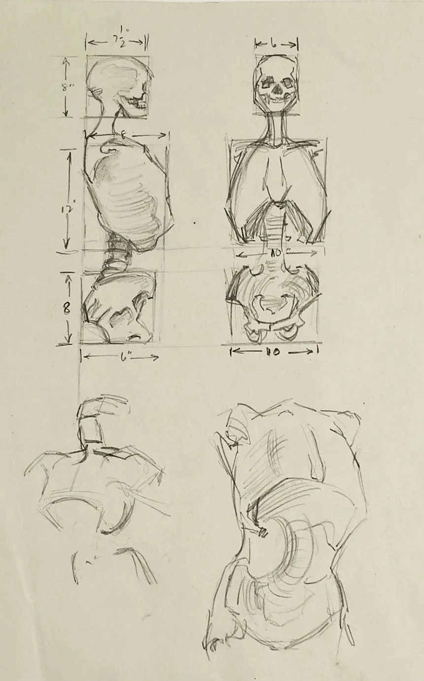 Anatomy Skeleton Study Drawing