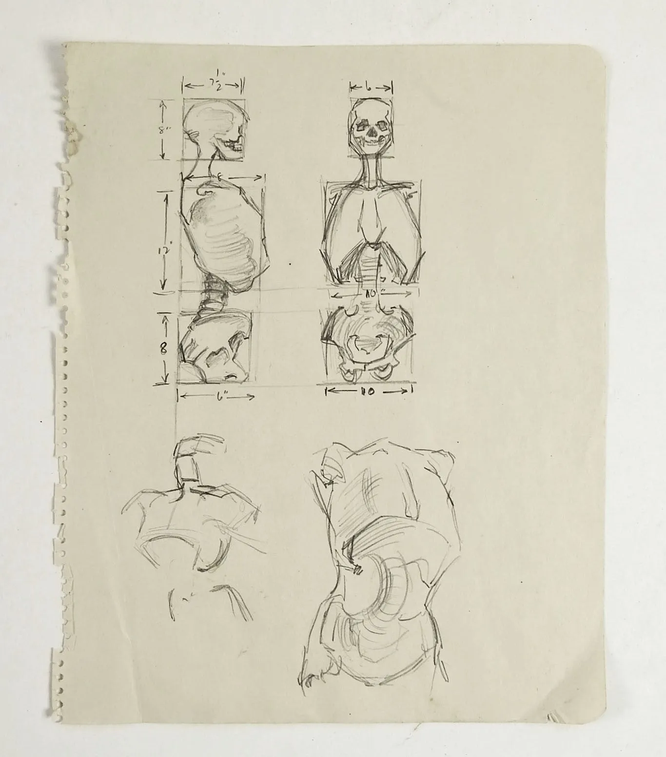 Anatomy Skeleton Study Drawing