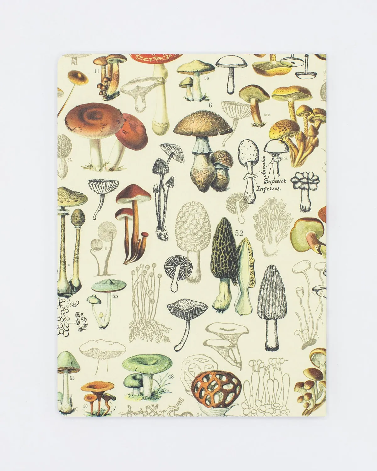 Mushrooms Plate 2 Softcover Dot Grid Notebook