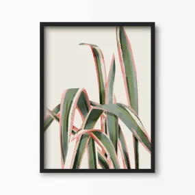 Pink Spider Plant Art Print